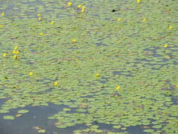 Image of yellow floatingheart