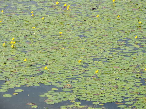 Image of yellow floatingheart