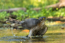 Image of Eurasian Sparrowhawk