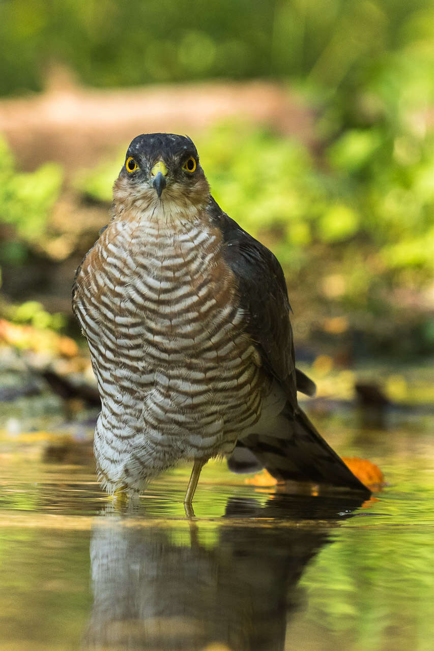 Image of Eurasian Sparrowhawk