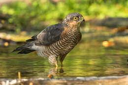 Image of Eurasian Sparrowhawk