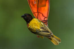 Image of Golden-backed Weaver