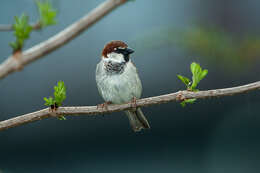 Image of Italian Sparrow