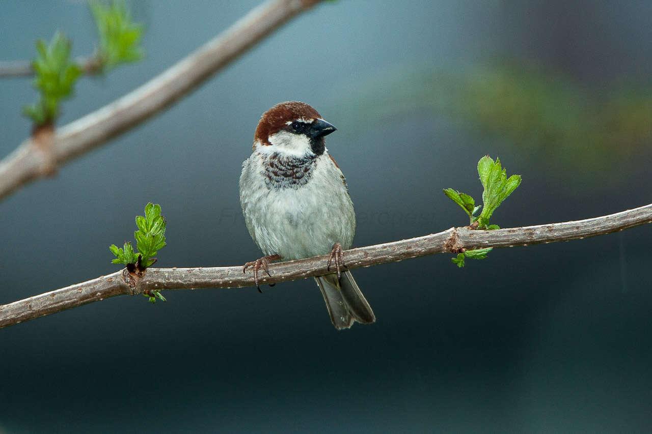 Image of Italian Sparrow