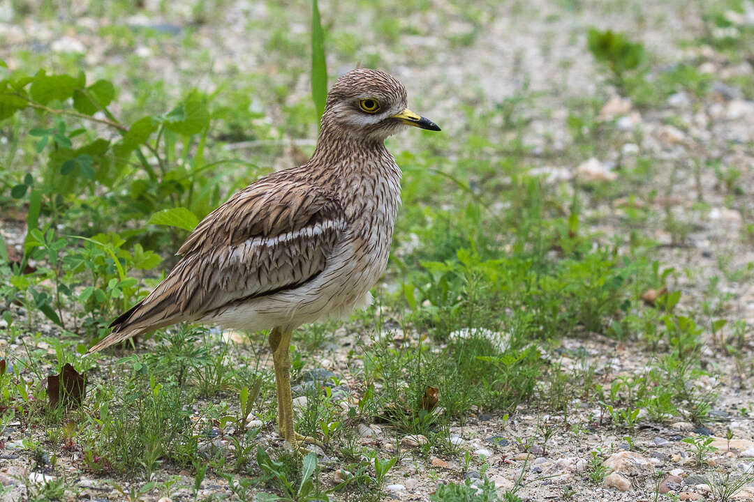 Image of Eurasian Stone-curlew