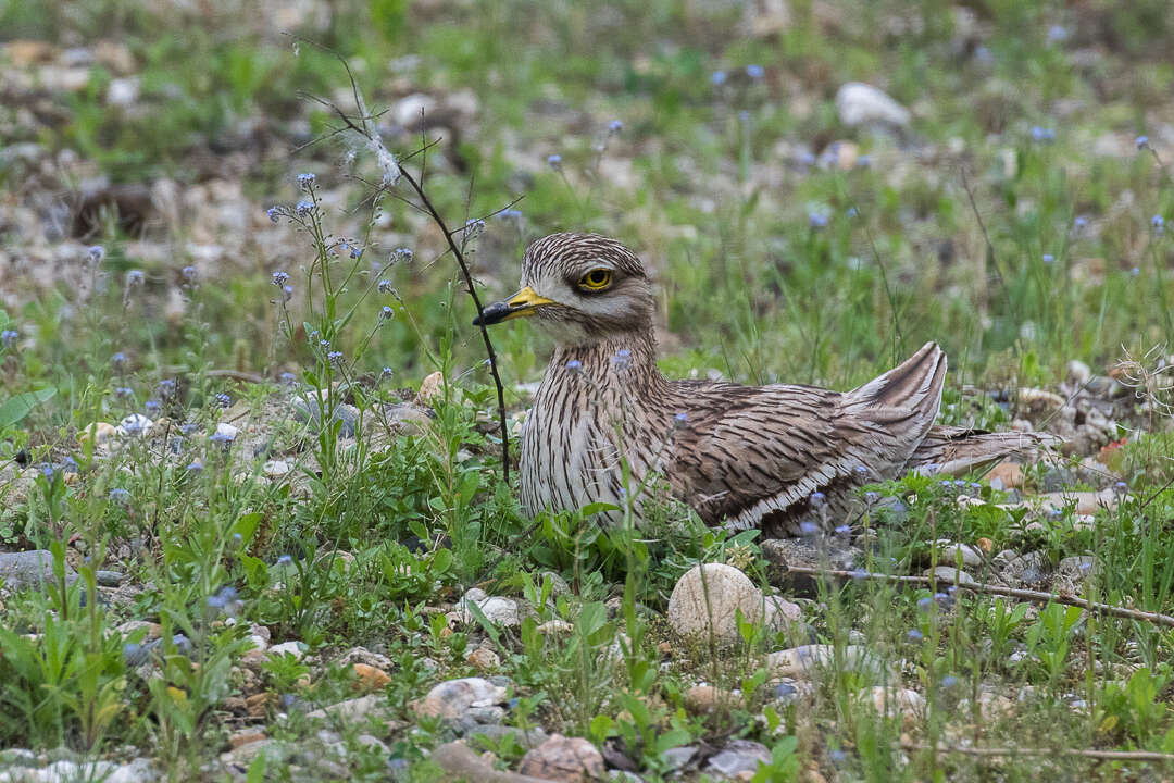 Image of Eurasian Stone-curlew