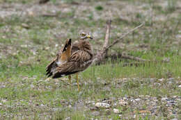 Image of Eurasian Stone-curlew