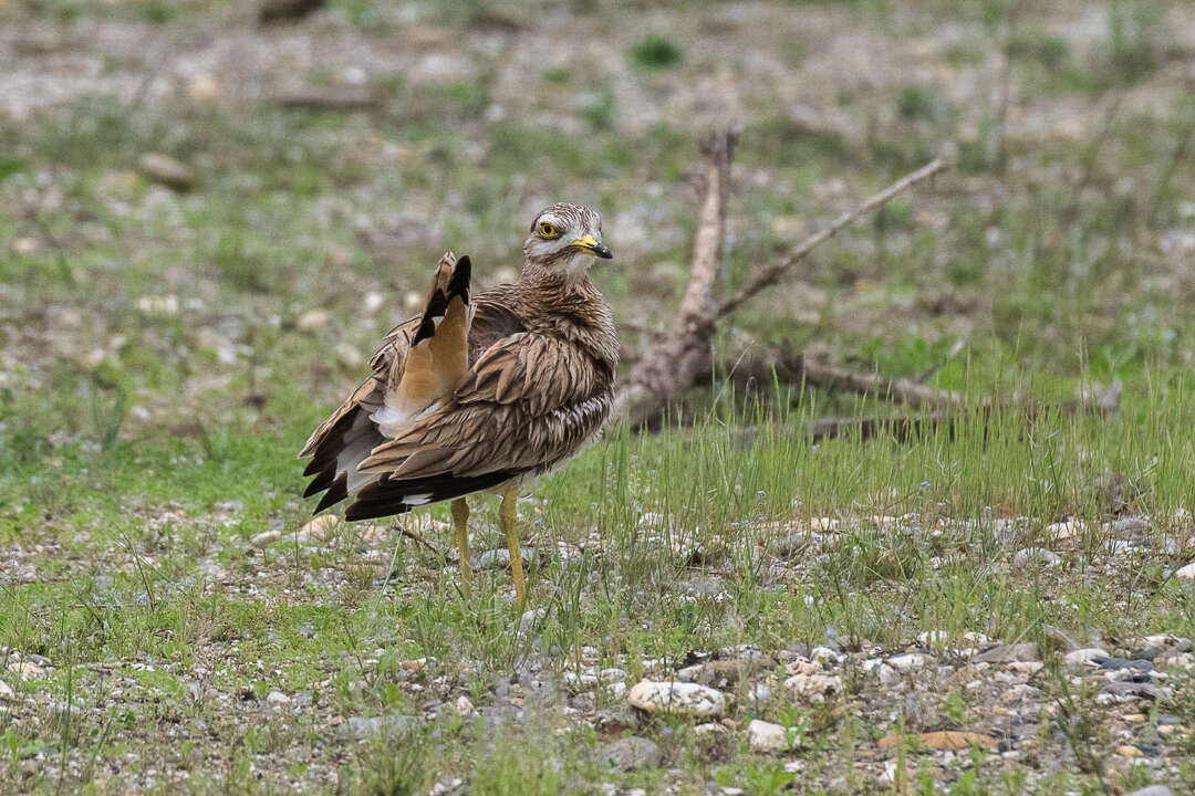 Image of Eurasian Stone-curlew