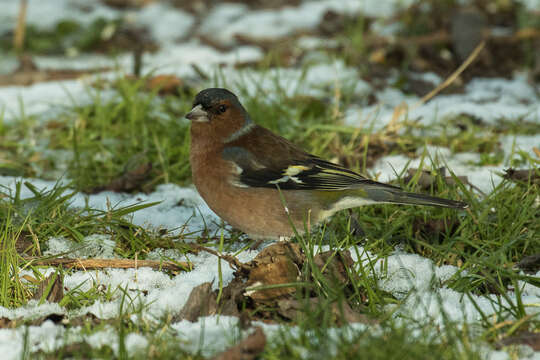 Image of Fringilla Linnaeus 1758