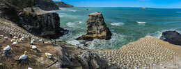 Image of Australasian Gannet