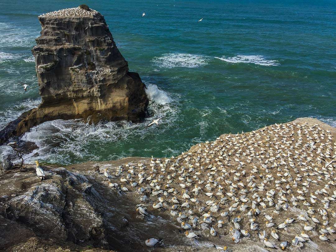 Image of Australasian Gannet