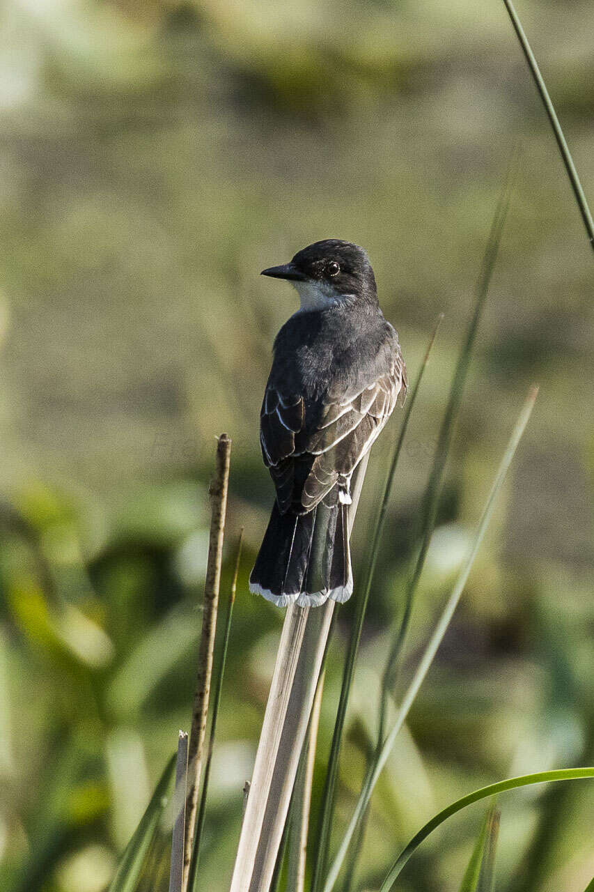 Image of Eastern Kingbird