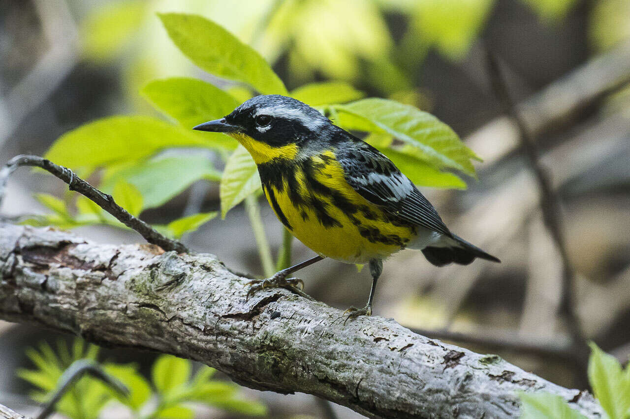 Image of Magnolia Warbler