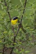 Geothlypis trichas (Linnaeus 1766) resmi