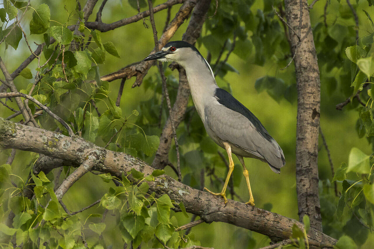 Image of Night Herons