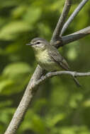 Image of Warbling Vireo