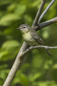 Vireo gilvus (Vieillot 1808) resmi