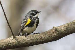 Image of Myrtle Warbler