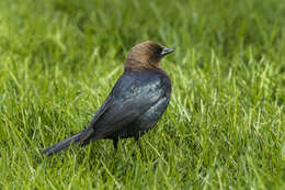 Image of Brown-headed Cowbird