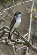 Image of Eastern Kingbird