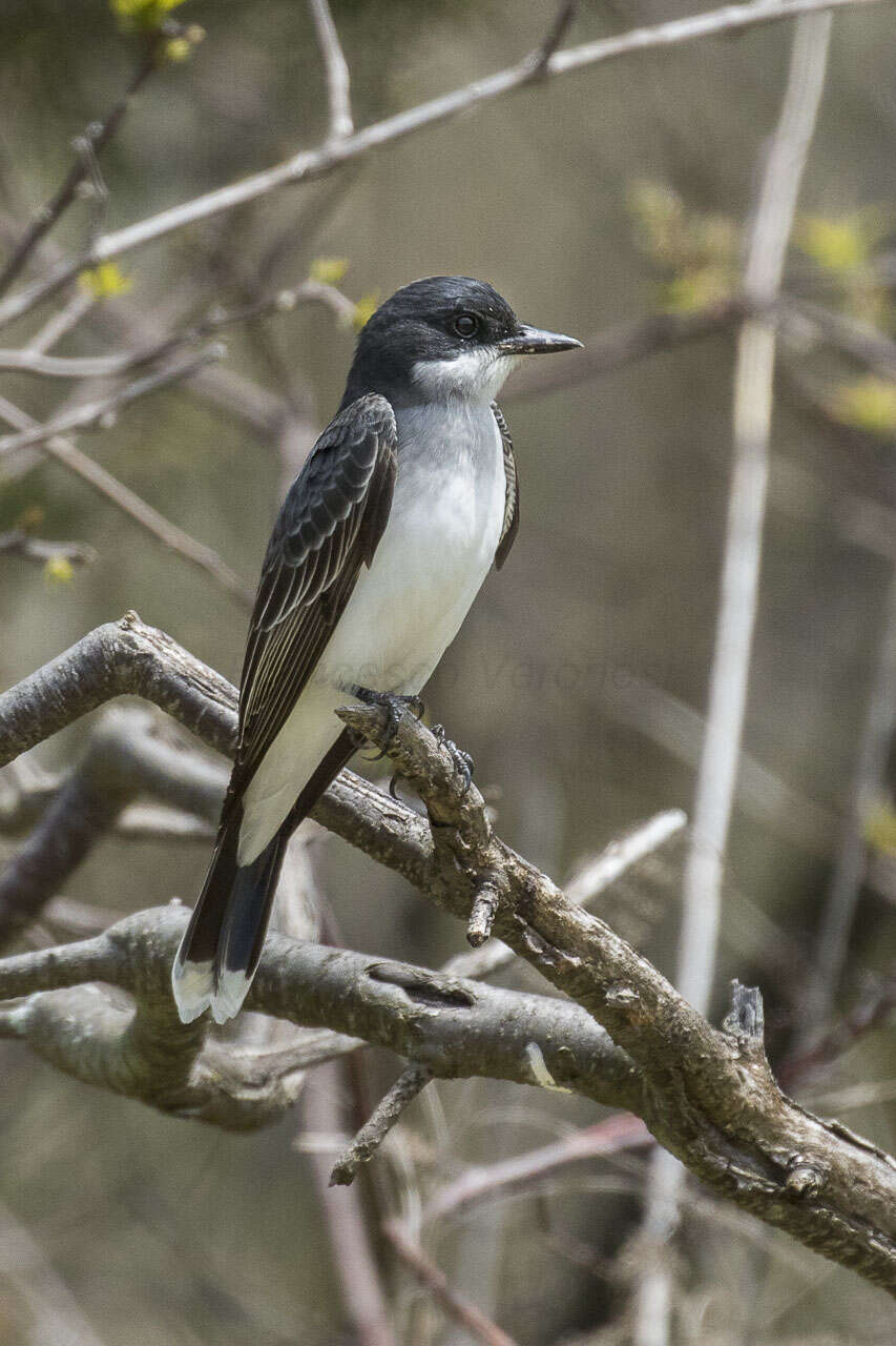 Image of Eastern Kingbird