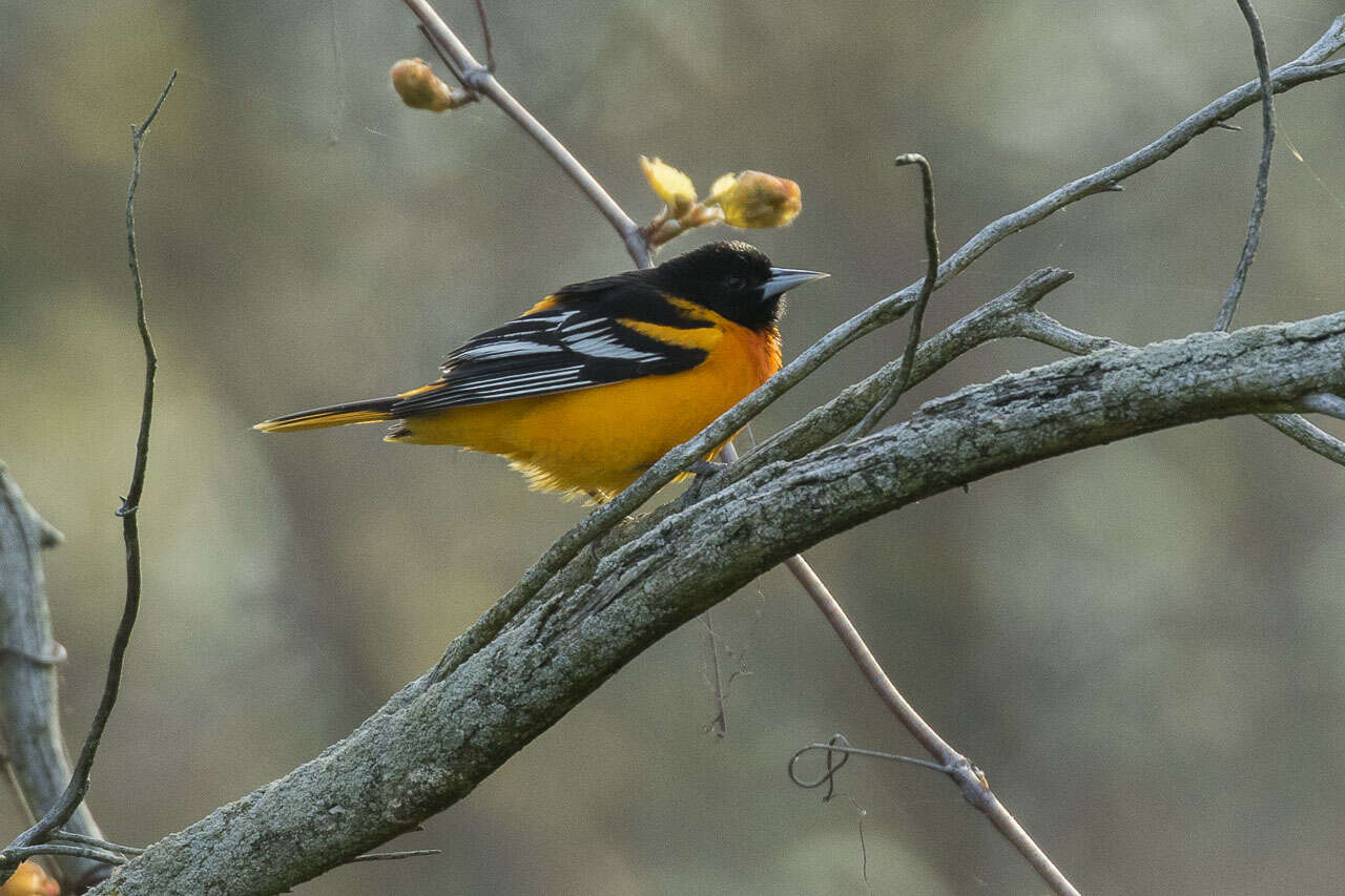 Image of Baltimore Oriole