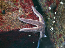 Image of Common sea star