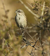 Image of Sagebrush Sparrow