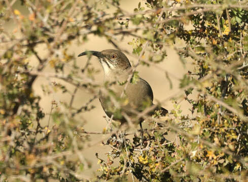 Image of Crissal Thrasher