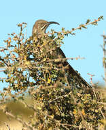 Image of Crissal Thrasher