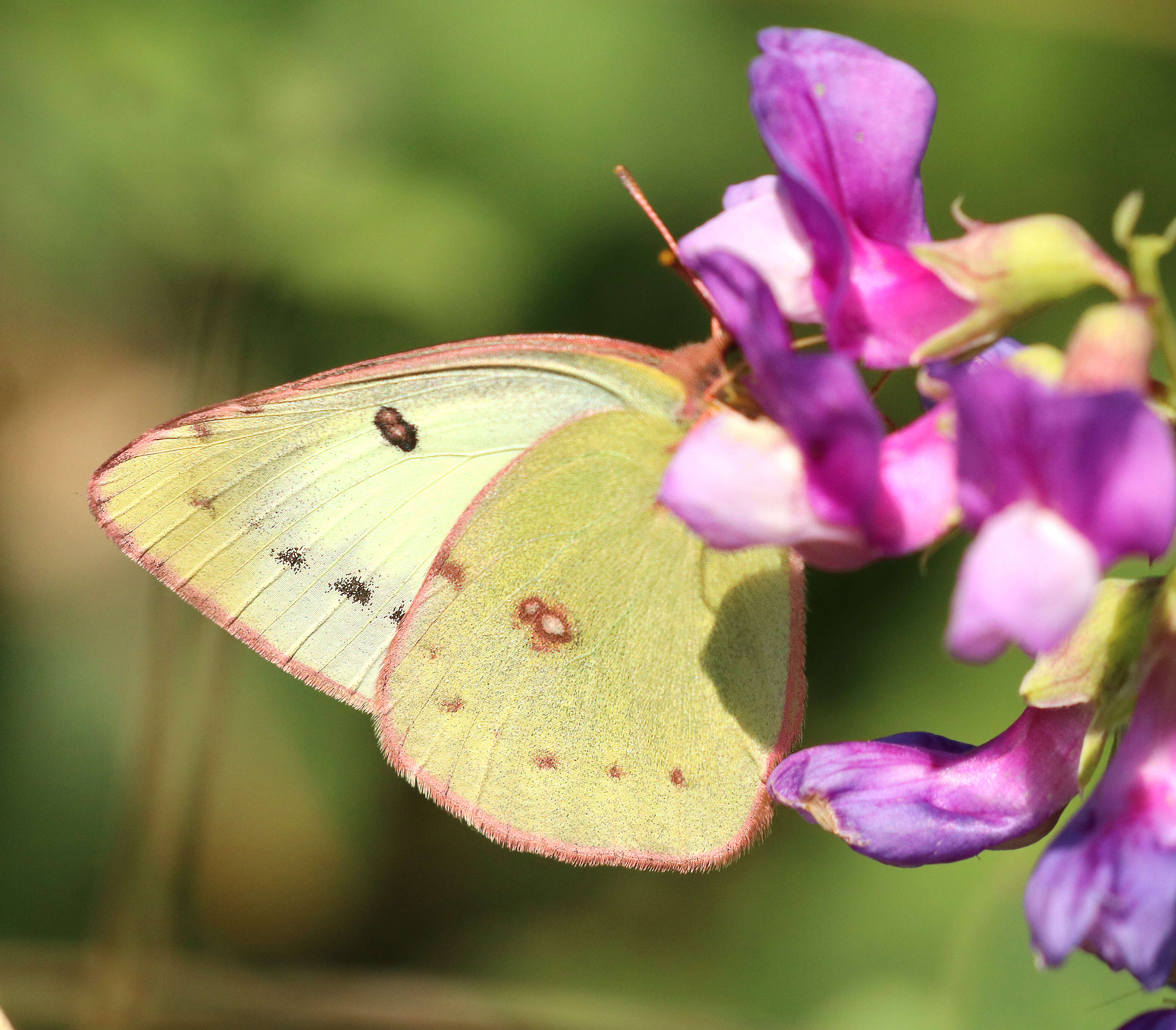 Image of Clouded sulphur