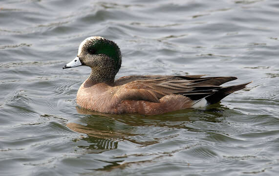 Image of American Wigeon