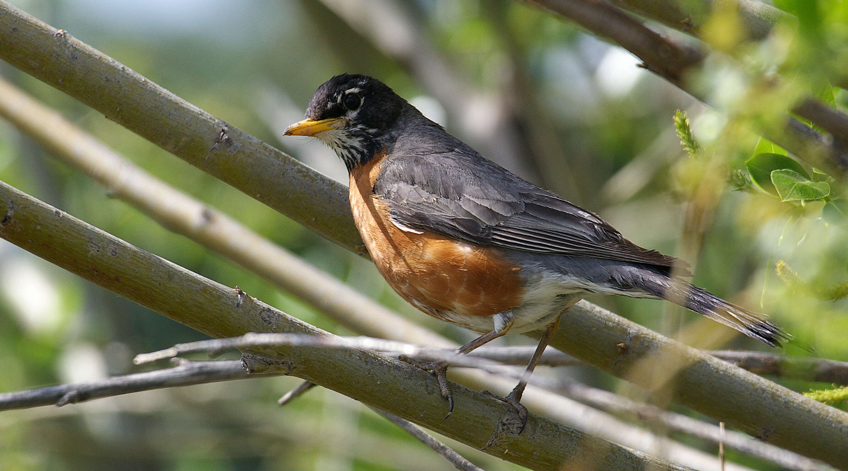 Image of American Robin