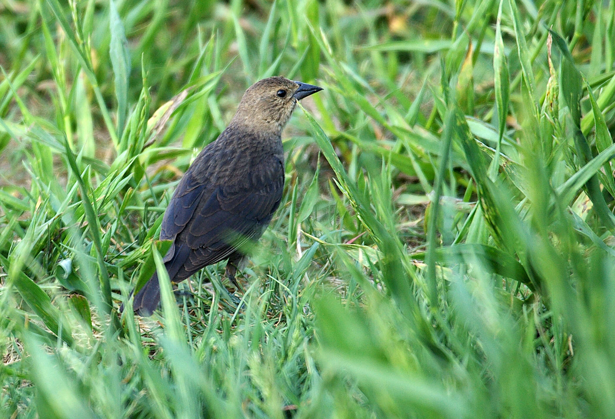 Image of Brown-headed Cowbird