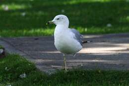 Image of Ring-billed Gull