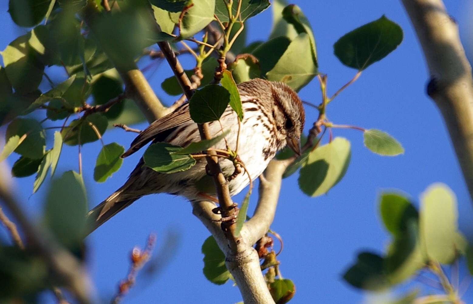 Image of Lincoln's Sparrow