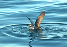 Image of Great Shearwater