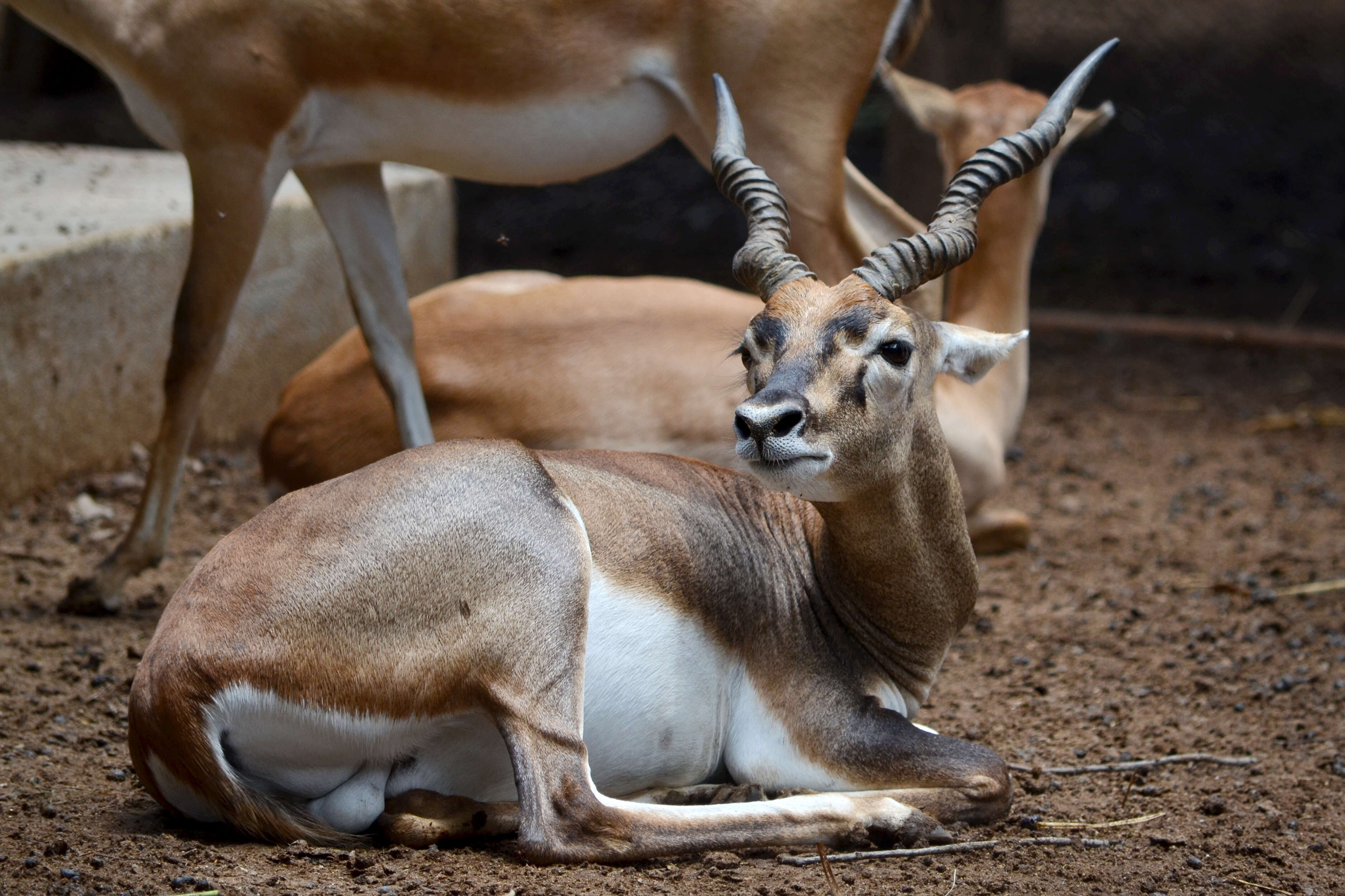 Image of Blackbuck