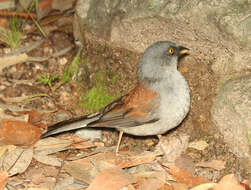 Image of Yellow-eyed Junco