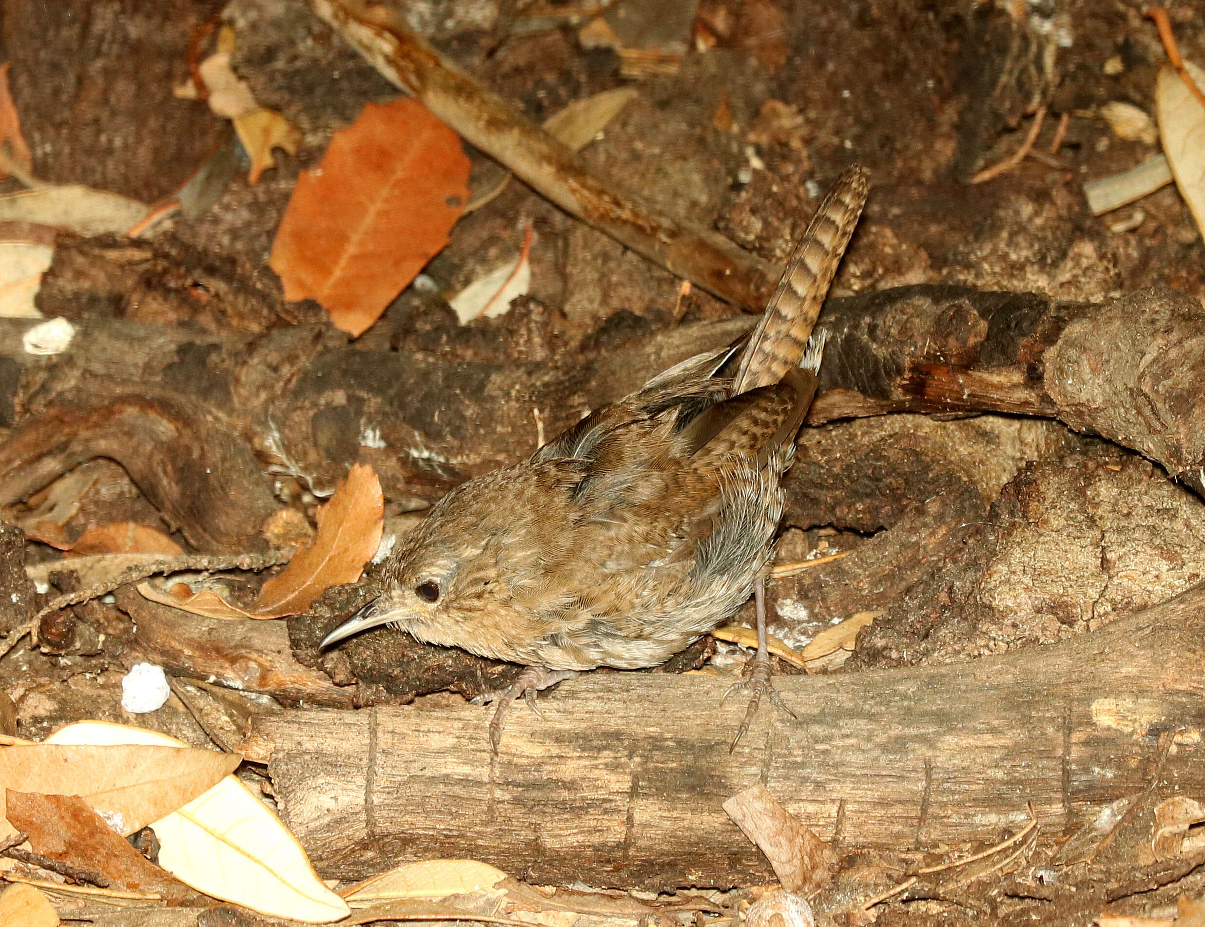 Слика од Troglodytes aedon brunneicollis Sclater & PL 1858