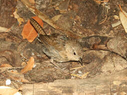 Image of Brown-throated Wren