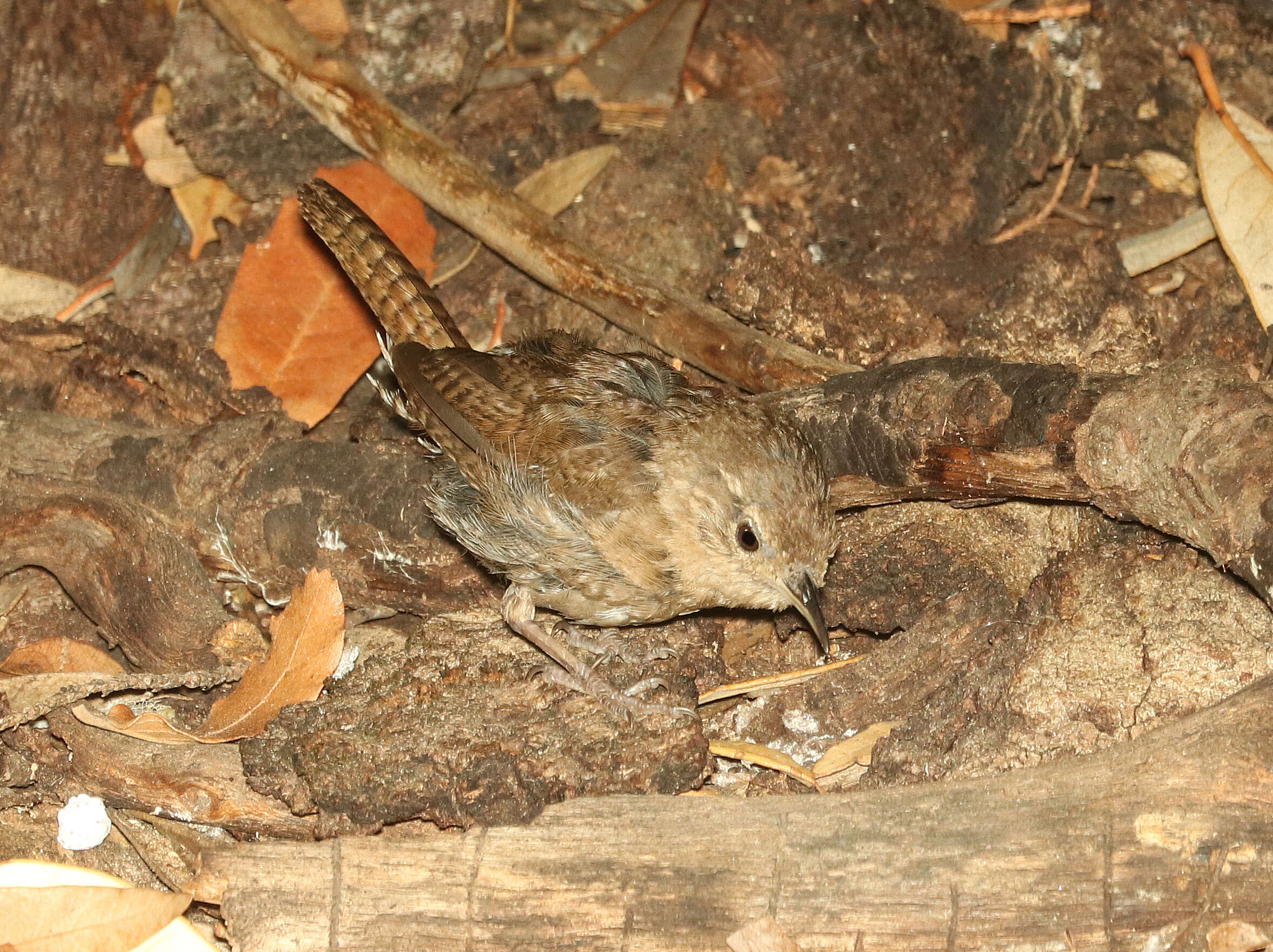 Image of Brown-throated Wren