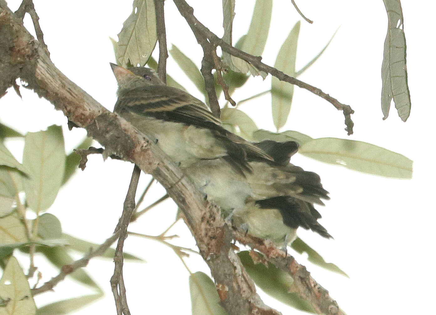 Image of Greater Pewee