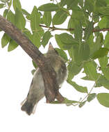 Image of Greater Pewee