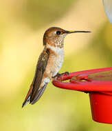 Image de Colibri roux