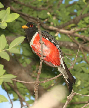 Слика од Trogon elegans Gould 1834