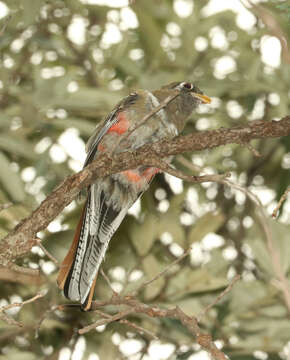 Imagem de Trogon elegans Gould 1834