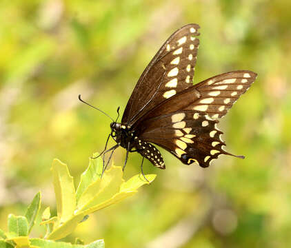 Sivun Papilio polyxenes Fabricius 1775 kuva