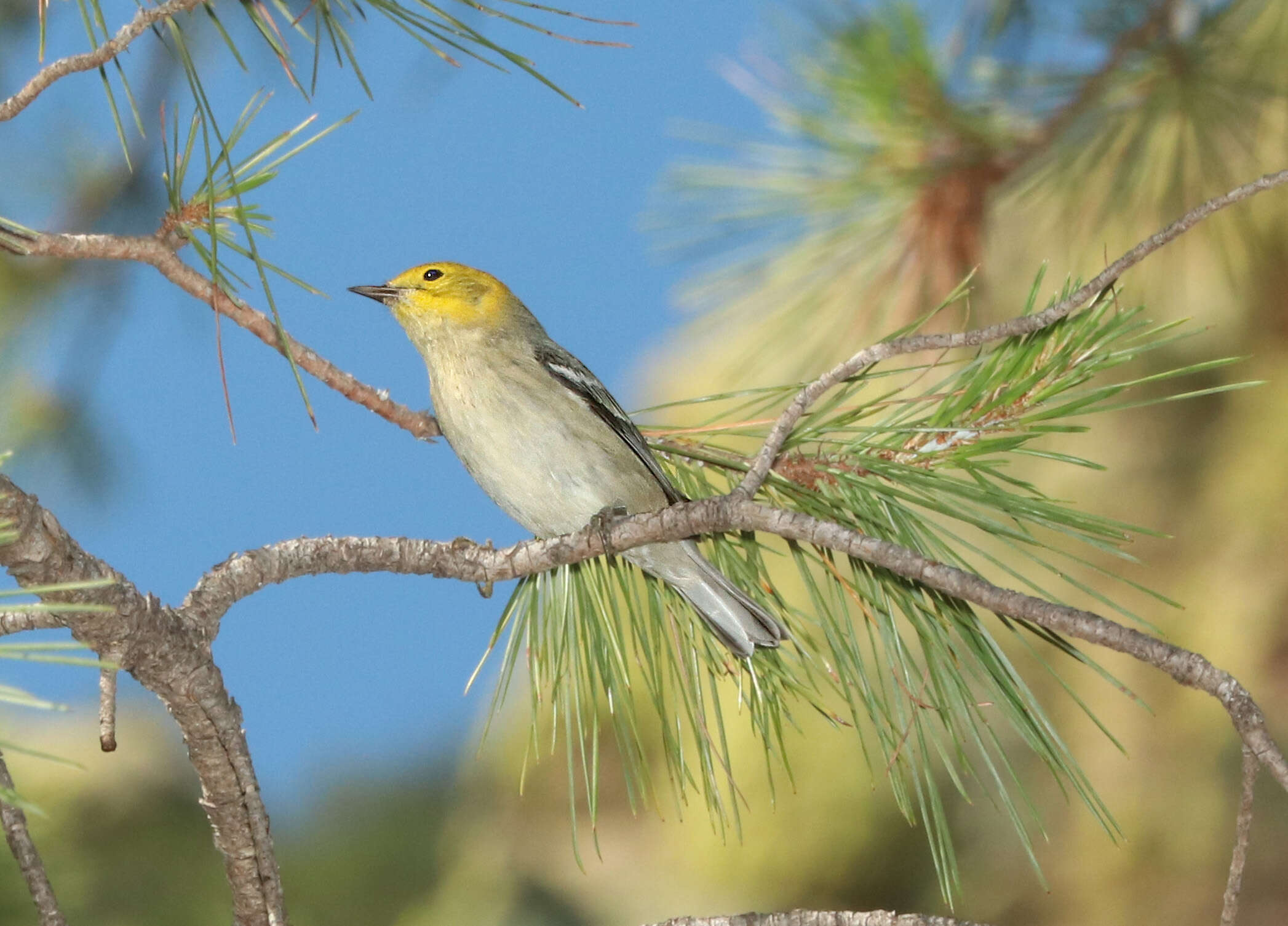 Image of Hermit Warbler