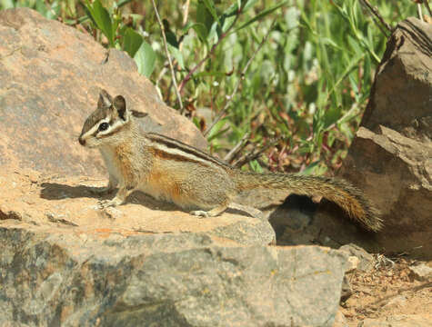 Image of Yellow-pine Chipmunk